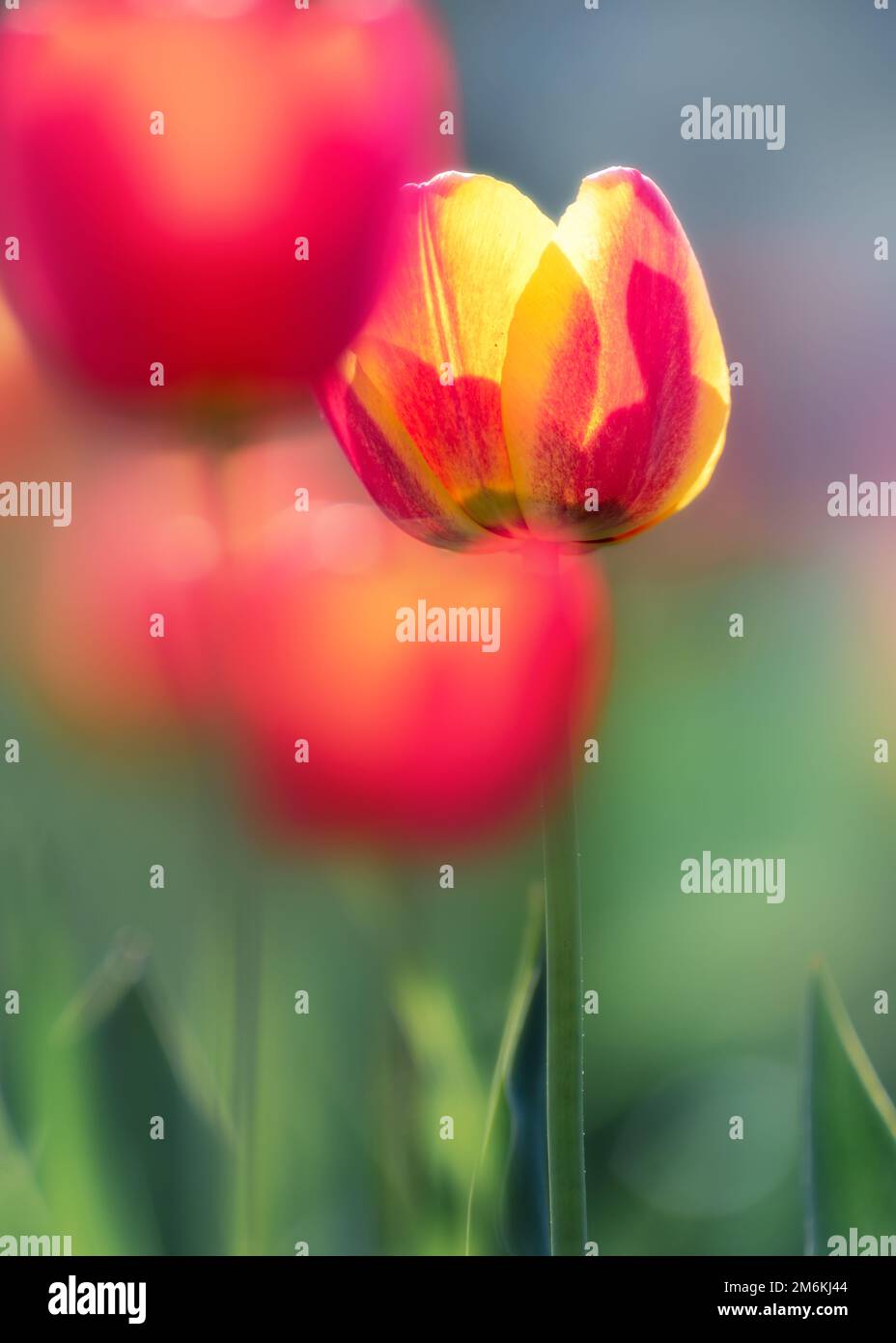 Bellissimi tulipani in primavera primo piano Foto Stock