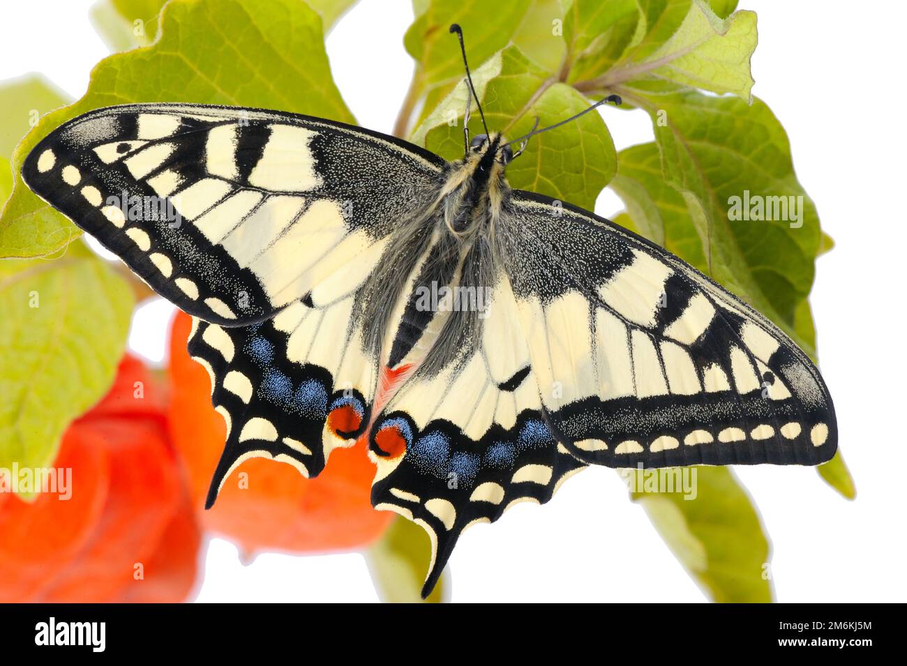 Farfalla grande brillante coda di rondine Foto Stock
