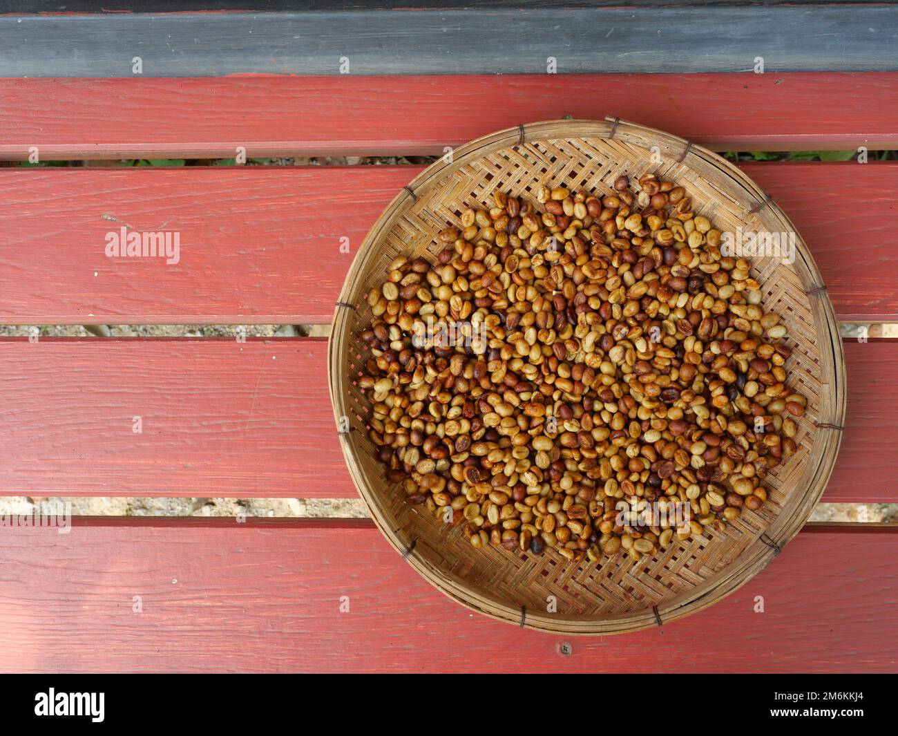 Caffè pergamena in una padella di legno con pannello di legno grigio e rosso sullo sfondo, Gruppo di chicchi di caffè robusta secco al sole Foto Stock