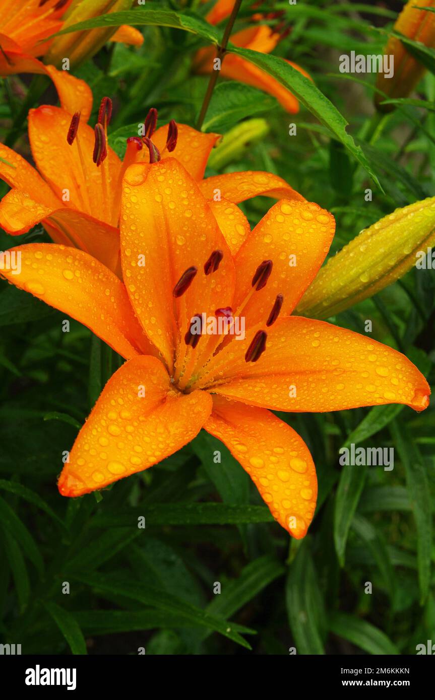 Bellissimi gigli fioriti Foto Stock