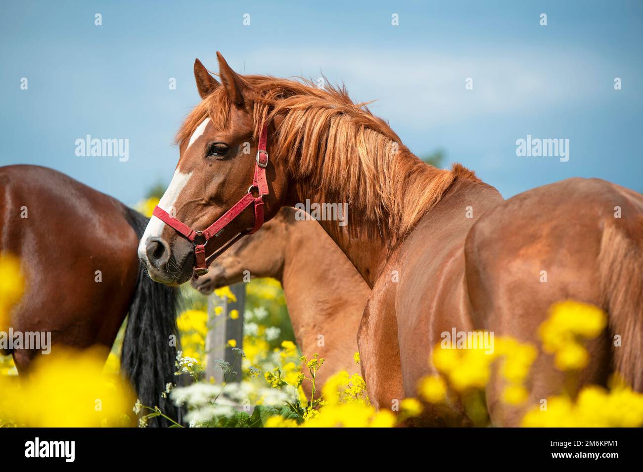 Ritratto di marroni diga mare posa in fiore giallo pascolo contro il cielo drammatico Foto Stock