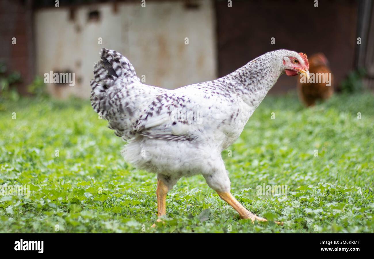 Polli sulla fattoria, concetto di pollame. Pollo bianco sciolto all'aperto. Uccello divertente in una fattoria biologica. Uccelli domestici su una gamma libera fa Foto Stock