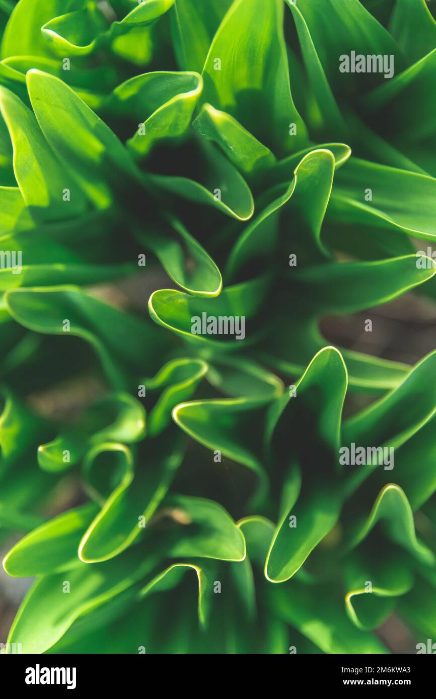 Vista dall'alto delle foglie astratte di fiori verdi Foto Stock