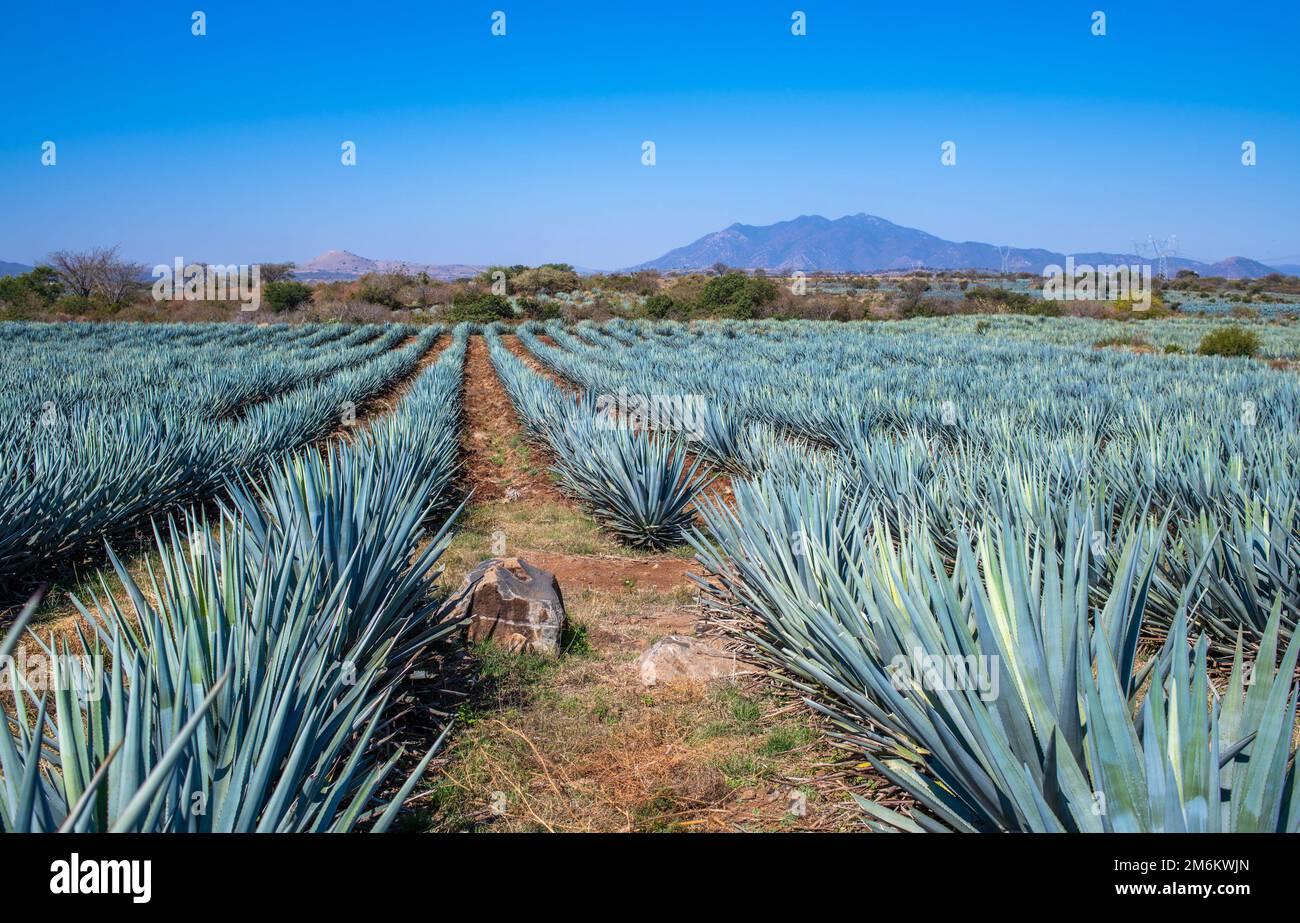 Blue Agave Field a Tequila, Jalisco, Messico Foto Stock