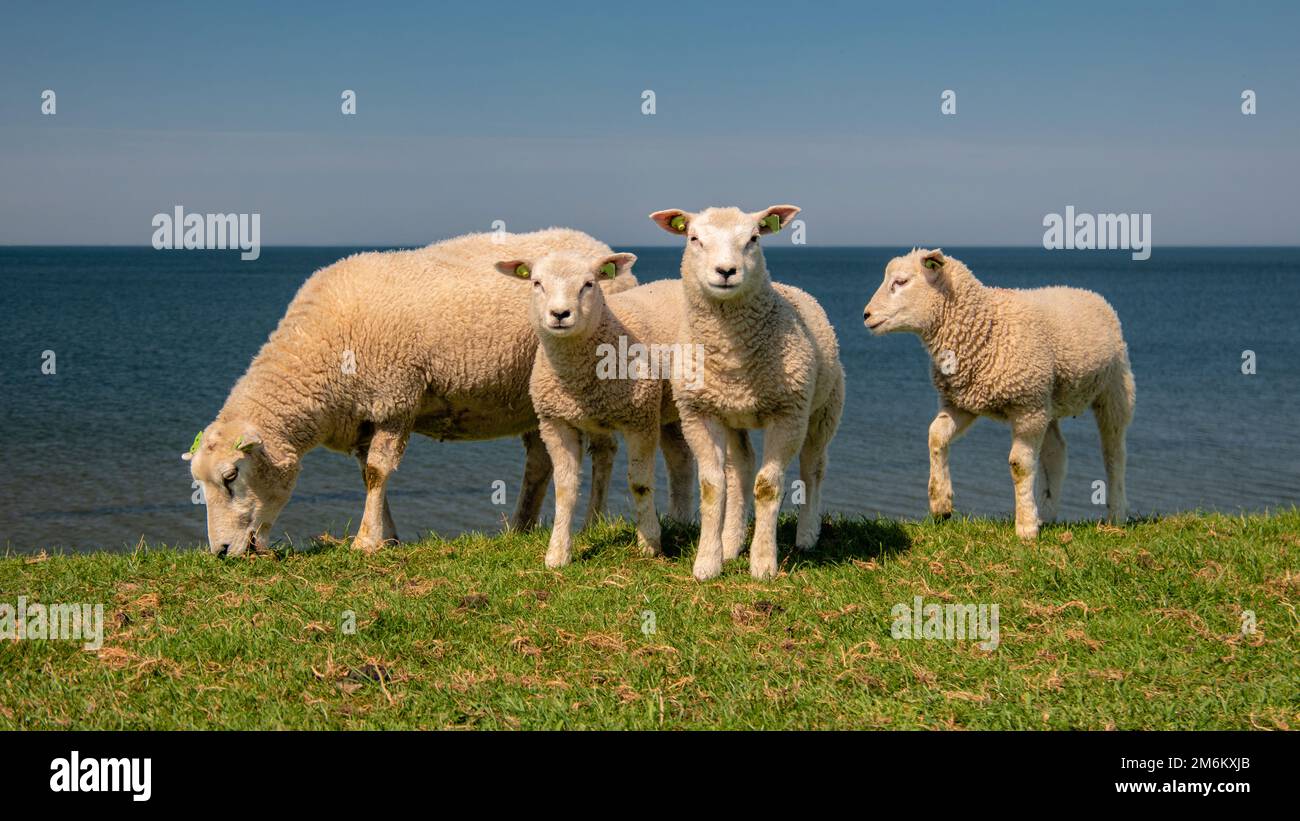 Agnelli e pecore sulla diga olandese presso il lago Ijsselmeer, viste di primavera, Olanda pecore in un prato su erba verde Foto Stock