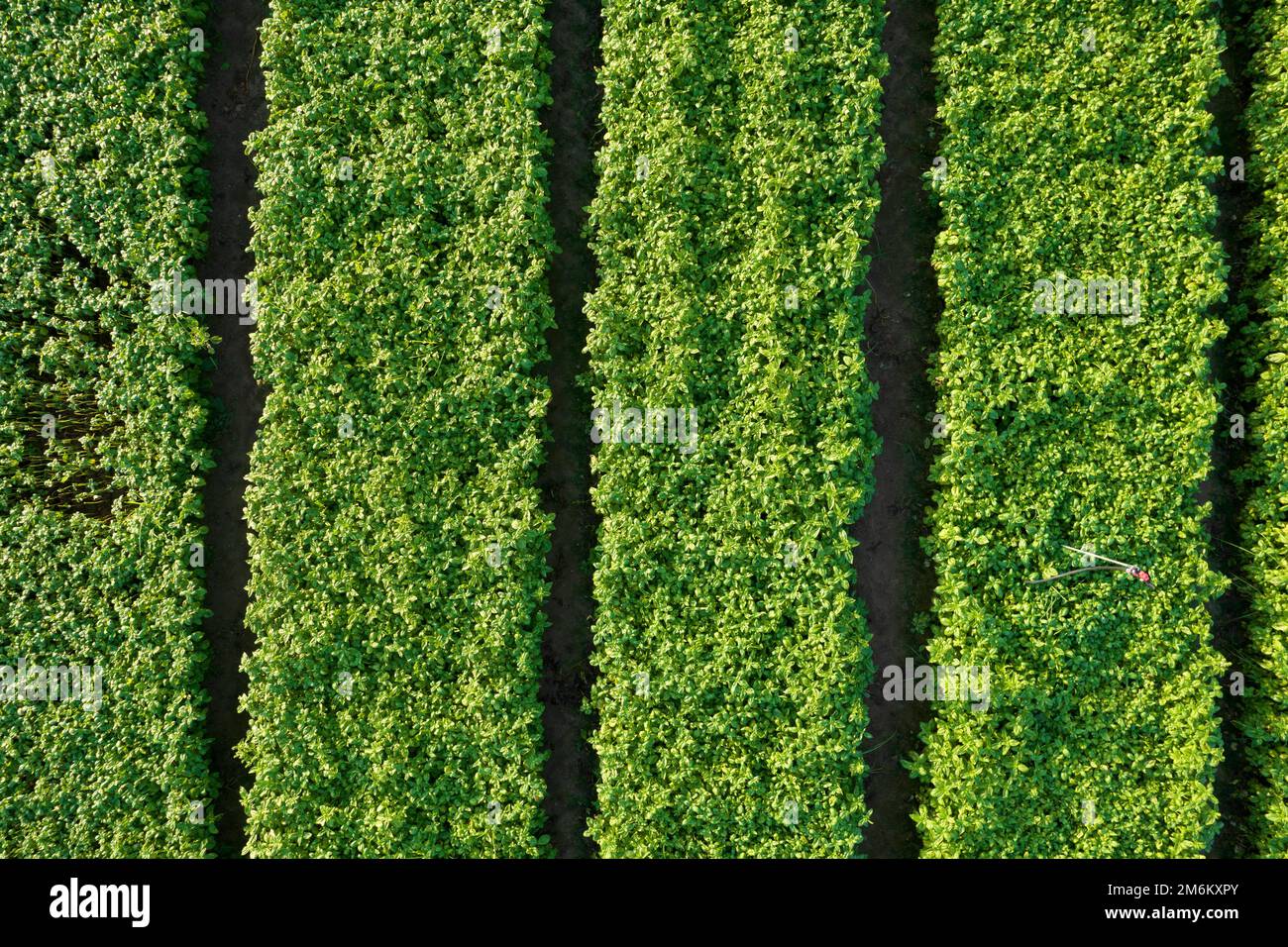 Coltivazione intensiva della pianta di basilico Foto Stock