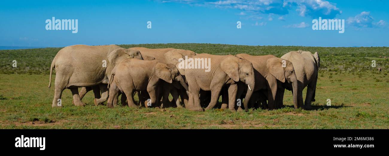Elefanti in Sud Africa, Famiglia di elefanti nel parco degli elefanti di Addo Foto Stock