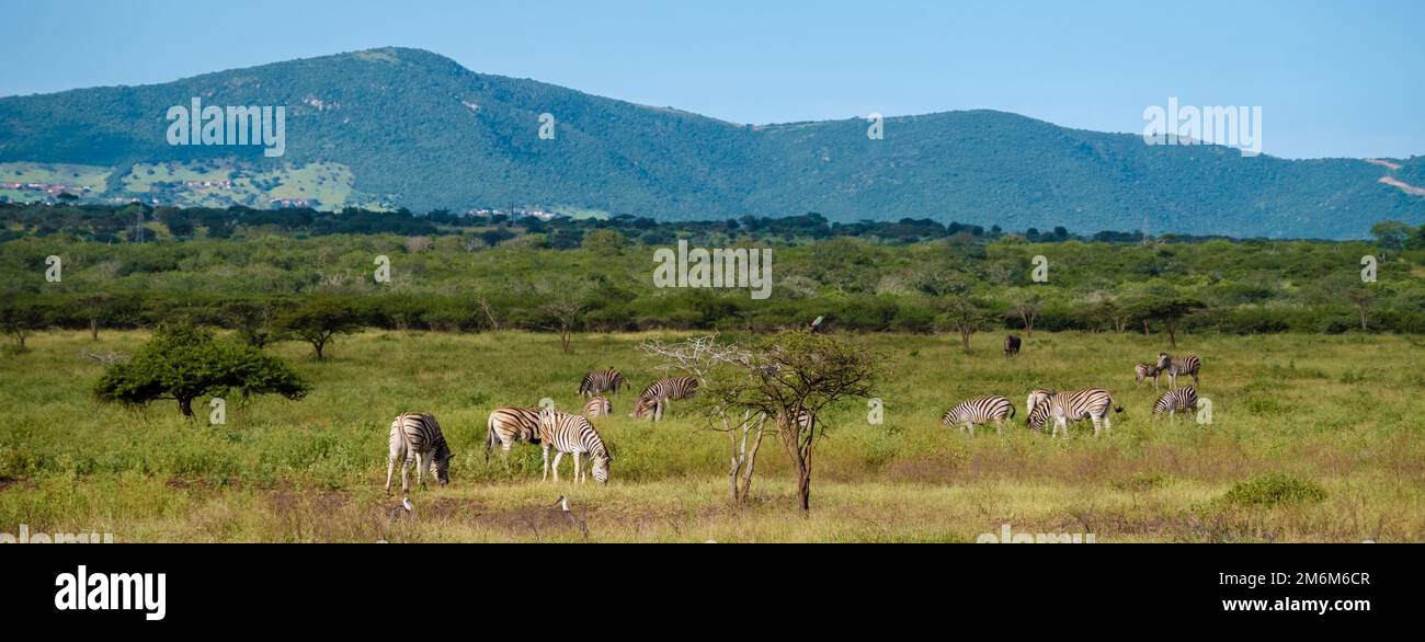 Savannah paesaggio tramonto in Sud Africa Thana Game Reserve Kwazulu Natal. savannah Bush savannah paesaggio Foto Stock