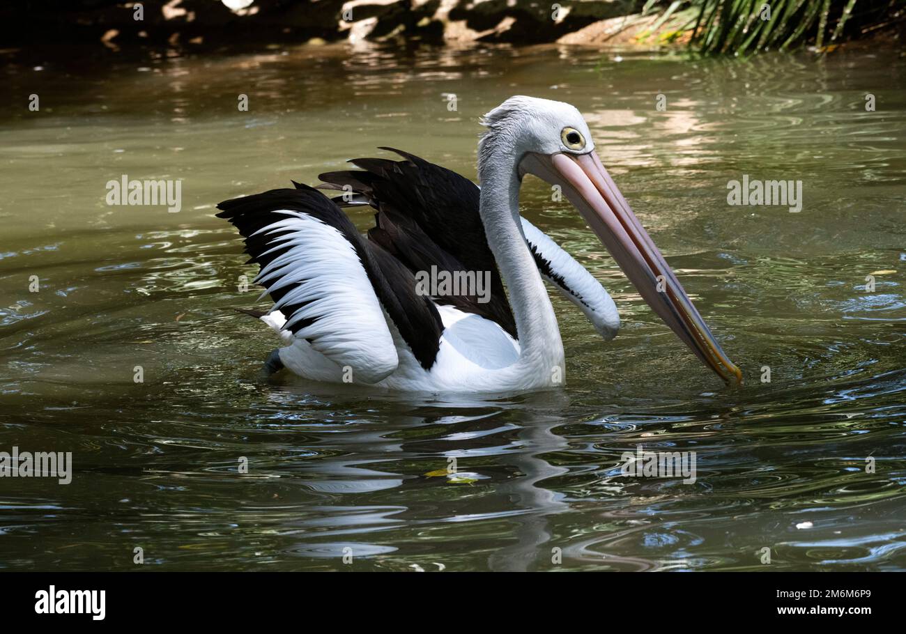 Pellicano australiano (Pelecanus conspicillatus) Foto Stock