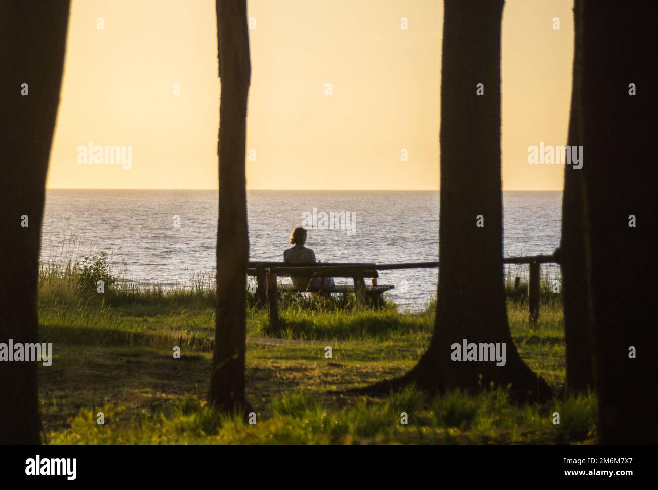 Foresta costiera sulla costa del Mar Baltico Foto Stock