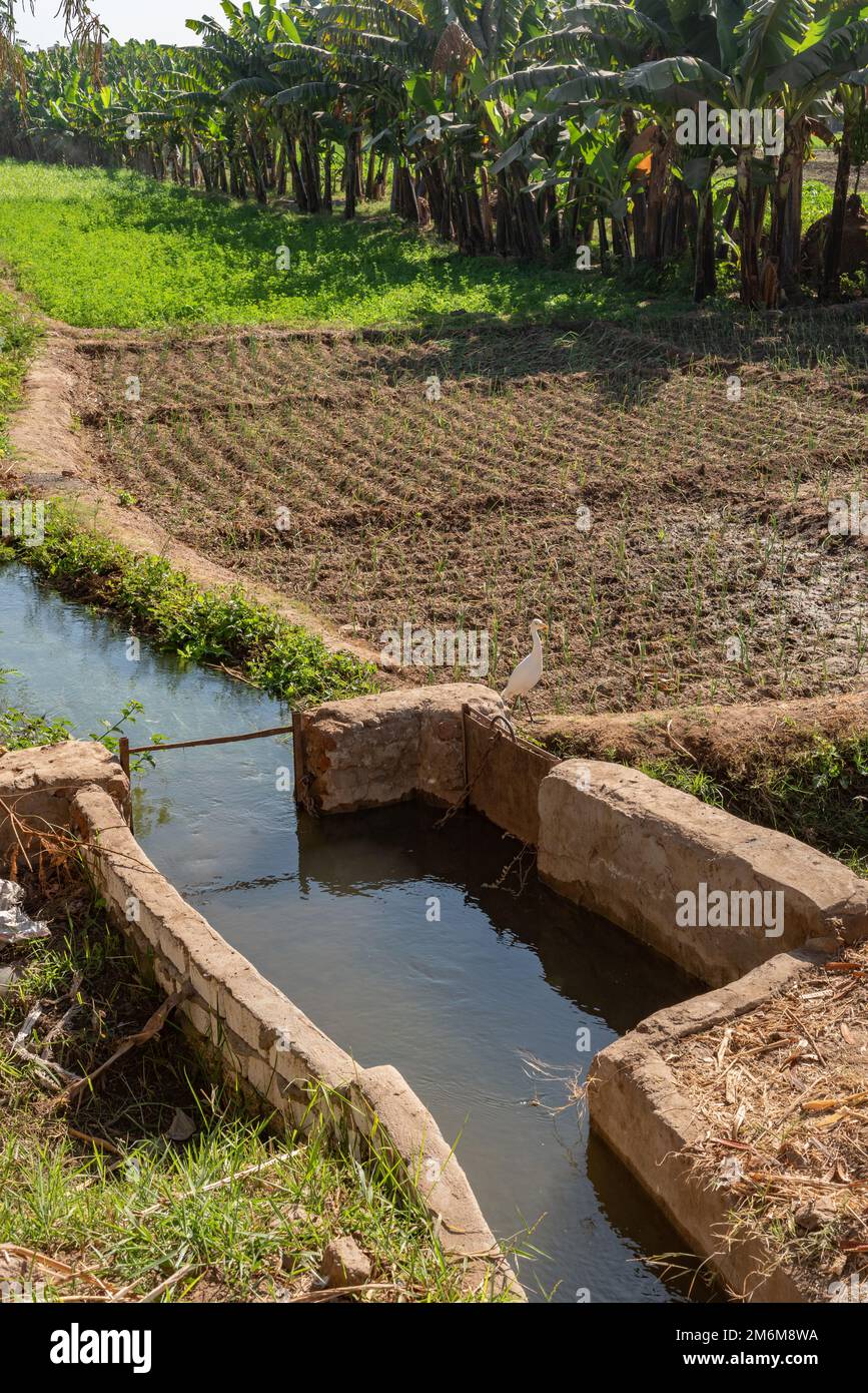 Canali di irrigazione agricola e canali che portano l'acqua dal fiume Nilo per nutrire piante e colture intensive come le banane in una fattoria in U Foto Stock