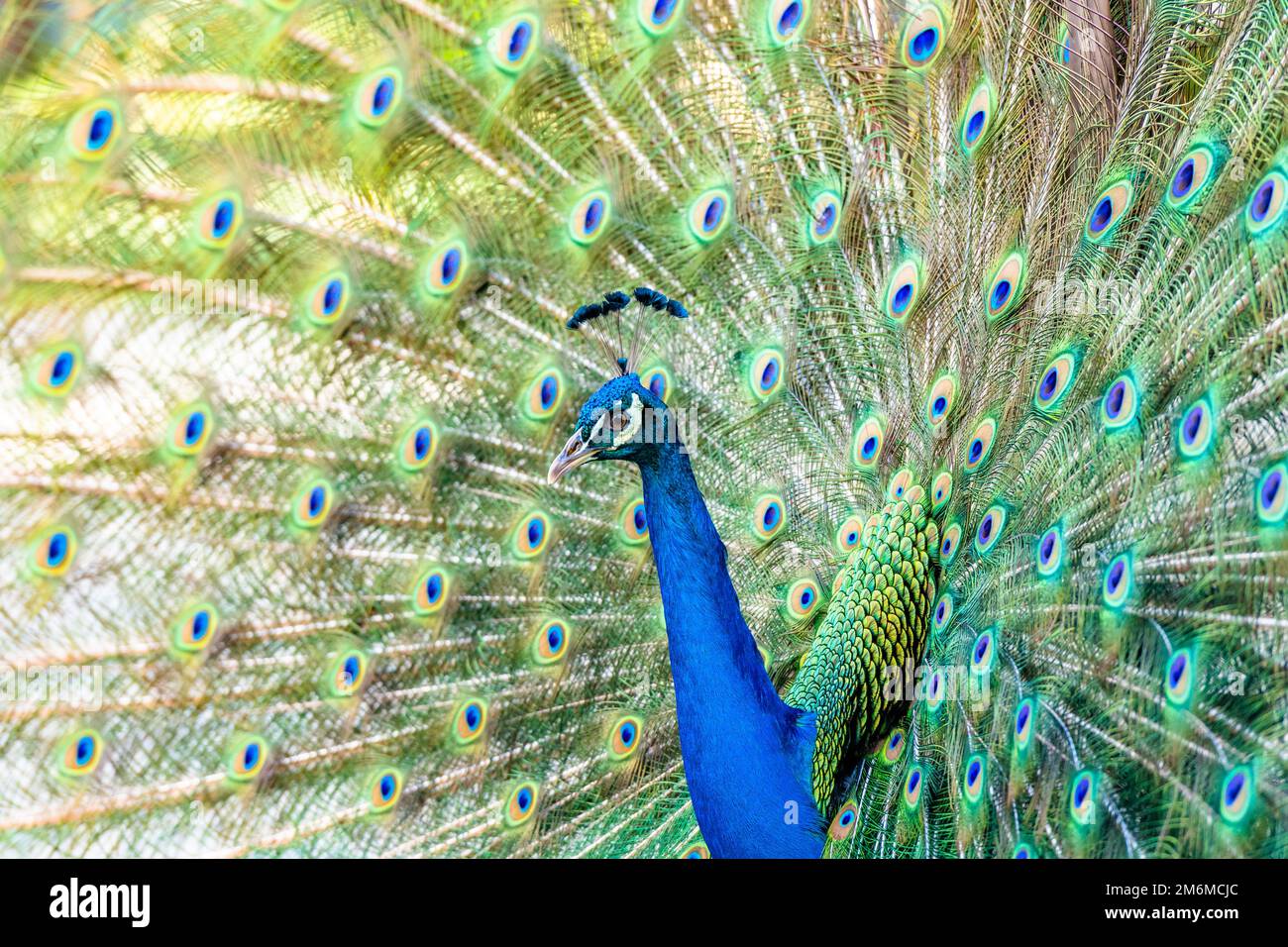 Bella peacockÂ indiana che mostra la sua coda Foto Stock