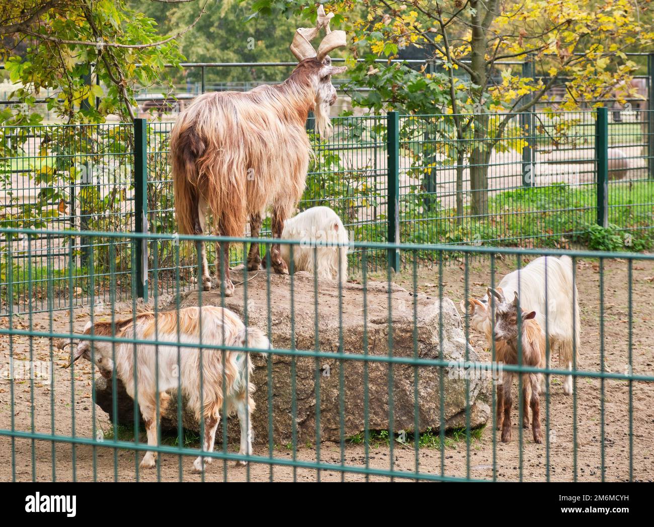bucks capra selvatica in piedi sulla roccia poche capre intorno a lui vista zoo da dietro Foto Stock