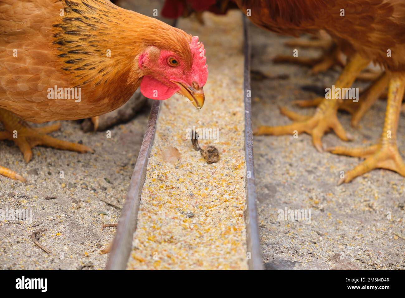 Primo piano gamma libera galline rurali biologiche polli pungenti vassoio di alimentazione mais granella Foto Stock