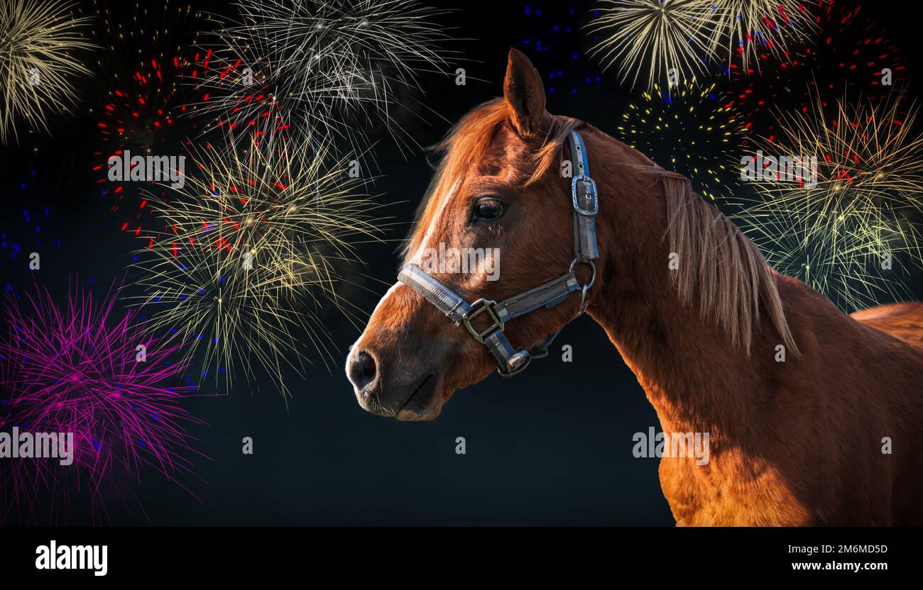 Cavallo contro fuochi d'artificio sfondo. Foto Stock