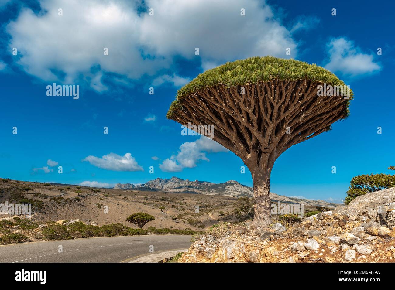 Alberi di drago sull'isola di Socotra, Yemen Foto Stock