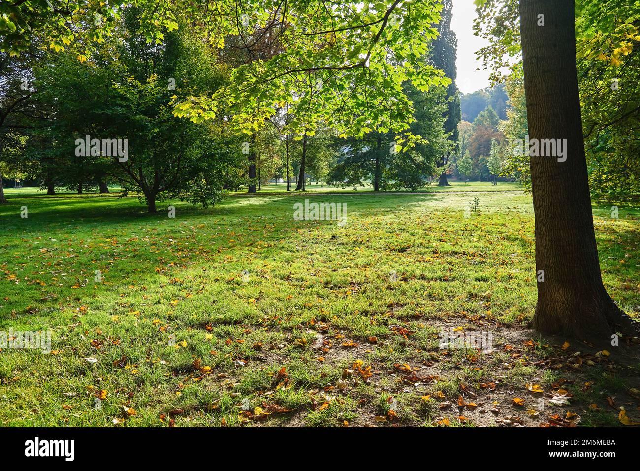 Mattina Alba luce attraverso gli alberi nel parco autunno Foto Stock