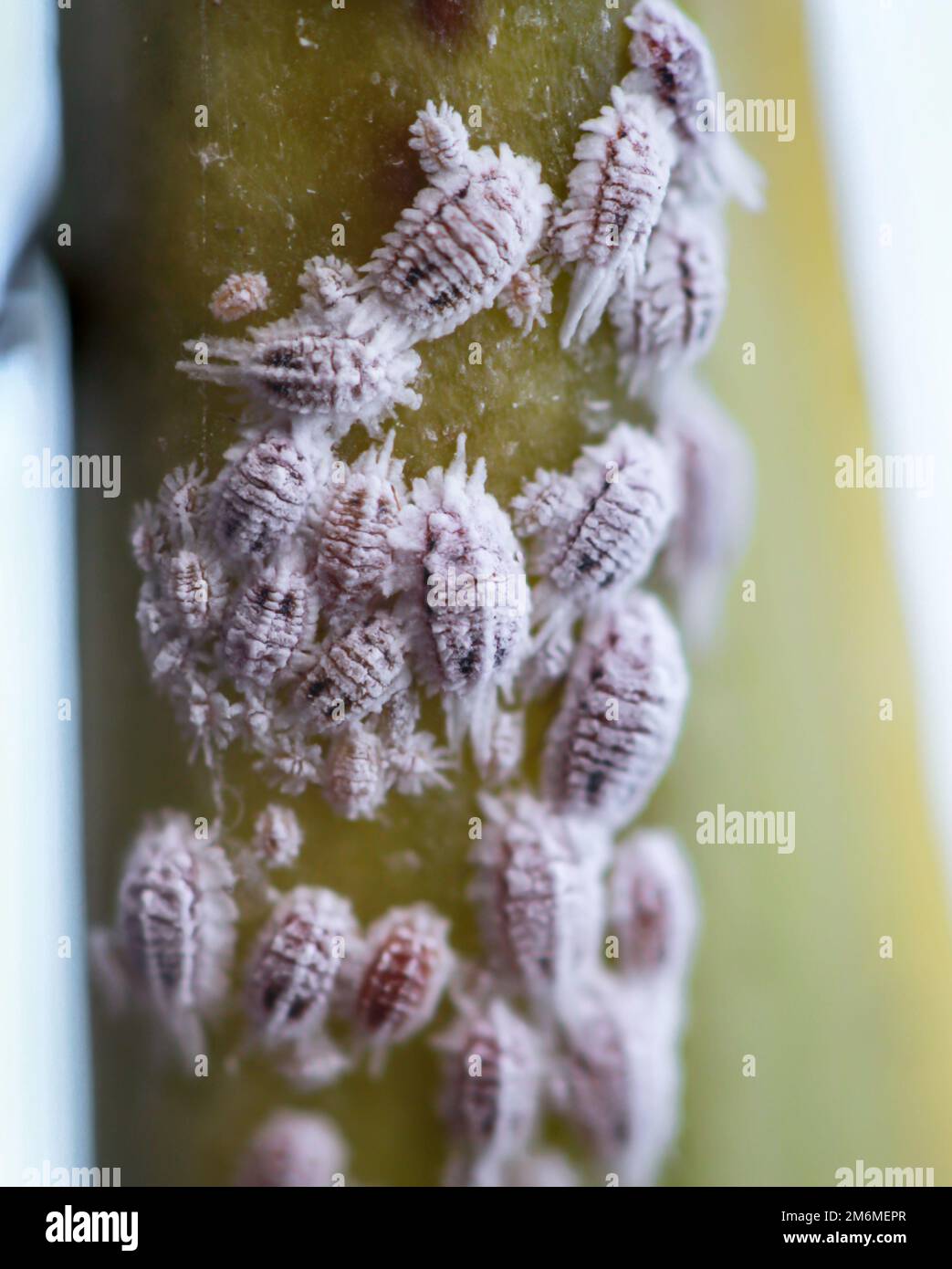 Peste mealybug, macro - primo piano, mealybug e formica su una pianta. Foto Stock