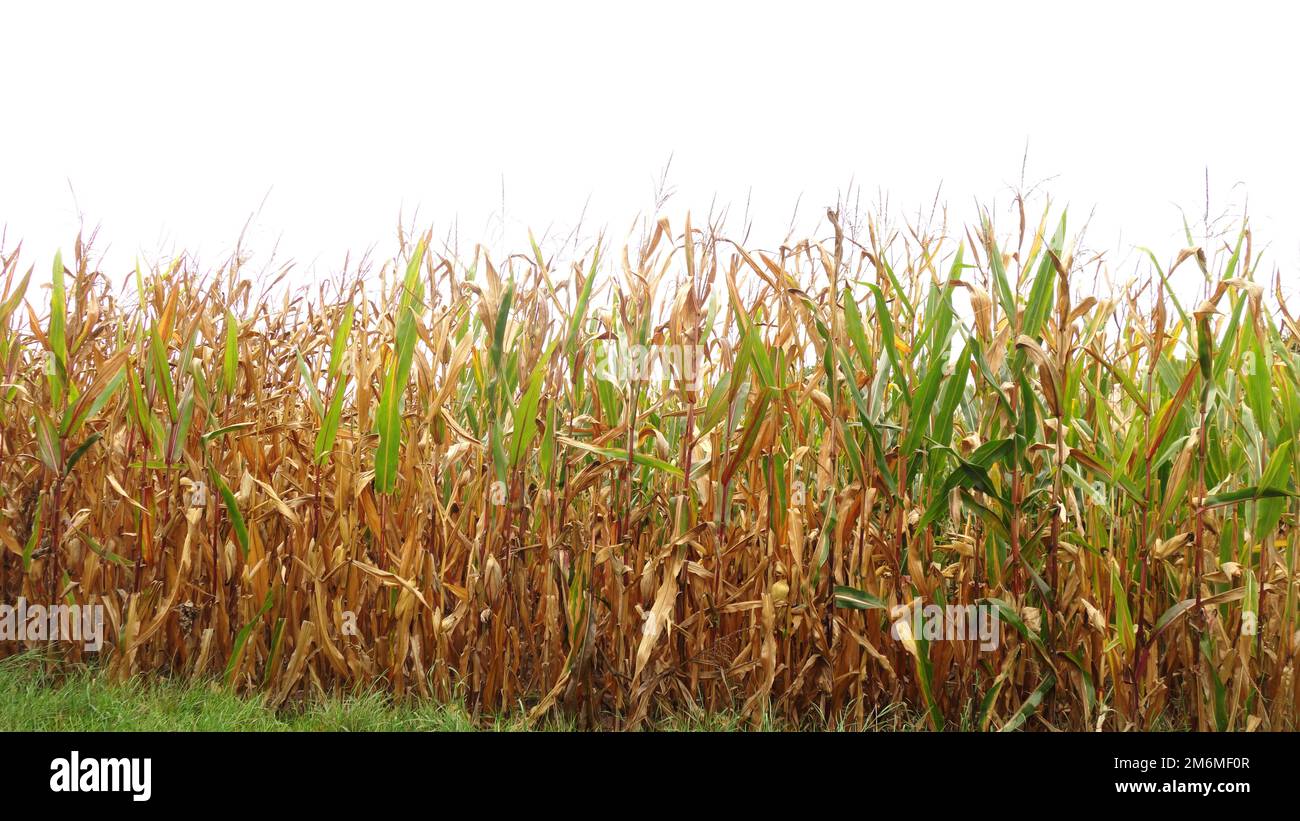 piante di grano di campo Foto Stock