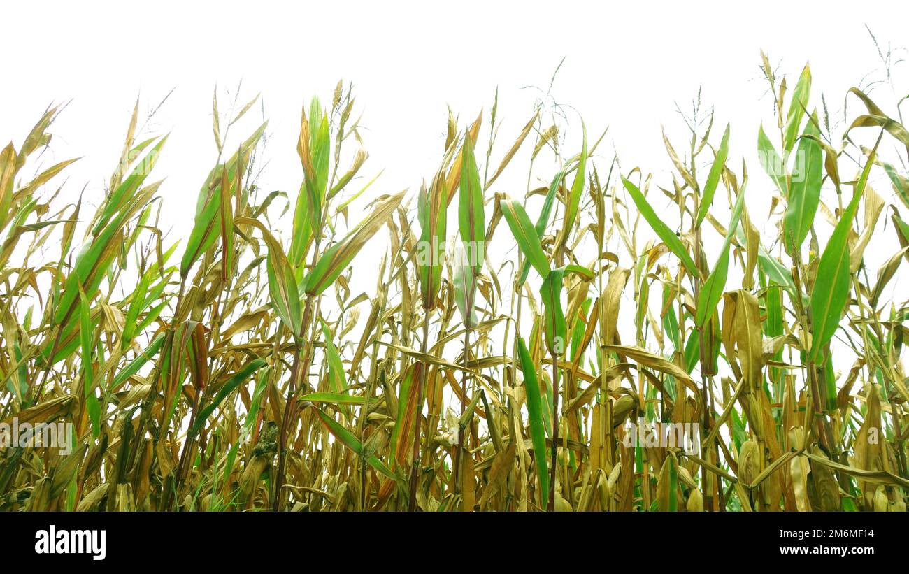 piante di grano di campo Foto Stock