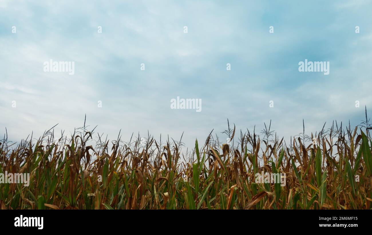 piante di grano di campo Foto Stock