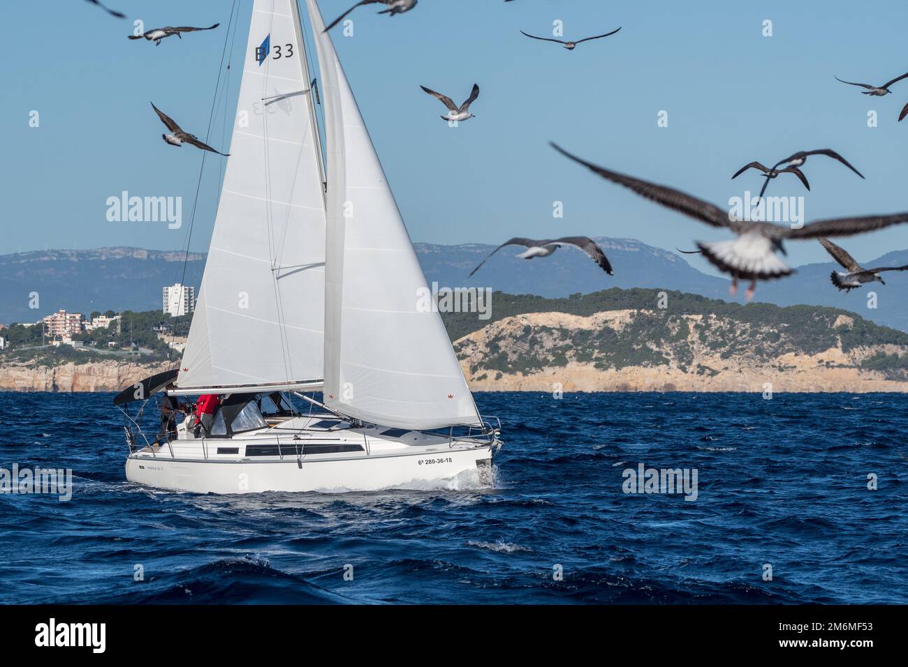 barca a vela sul mare, gabbiani volanti, Tarragona, Catalogna, Spagna Foto Stock