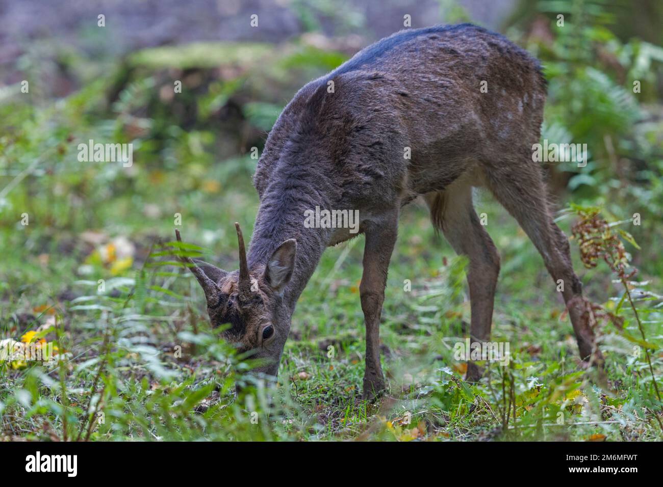 Il broccato del cervo di Fallow mangia le ghiande Foto Stock