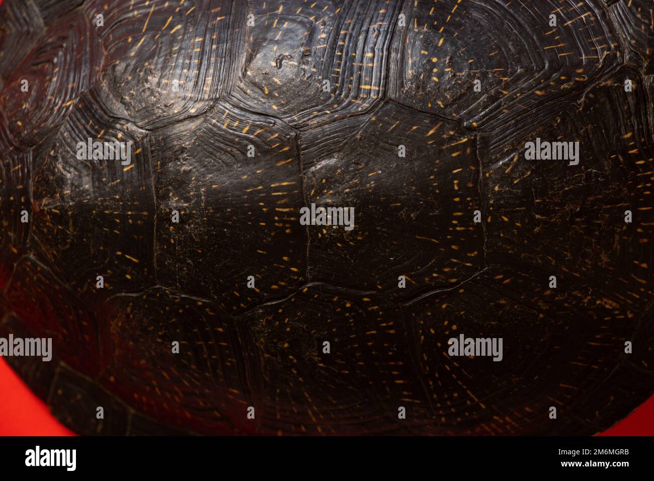 guscio di tartaruga su uno sfondo isolato Foto Stock