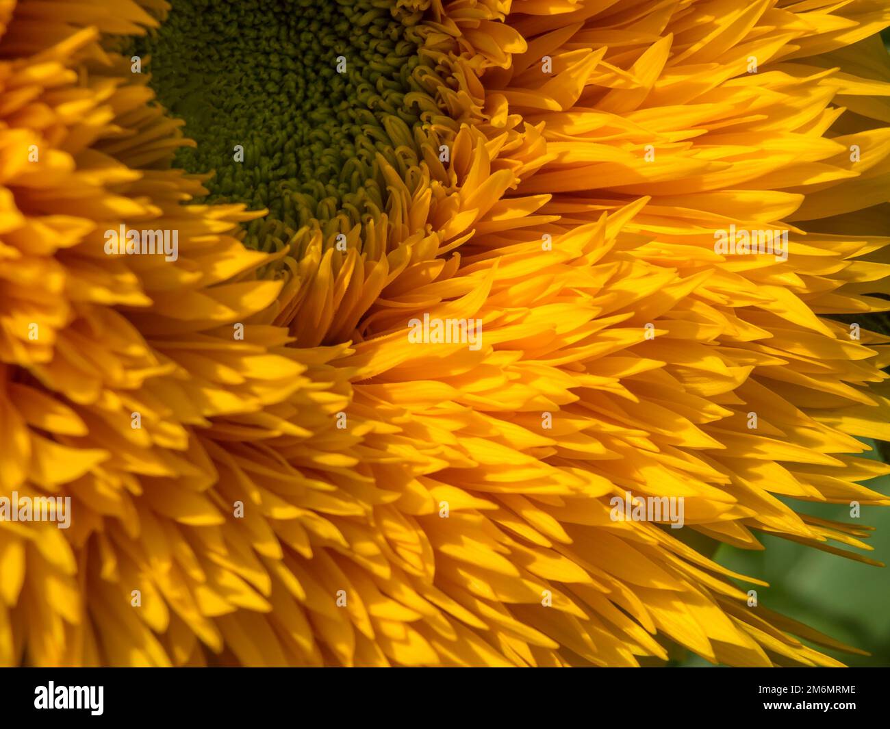 Coltivato Girasole ibrido coltivato in un giardino nel Kent Foto Stock