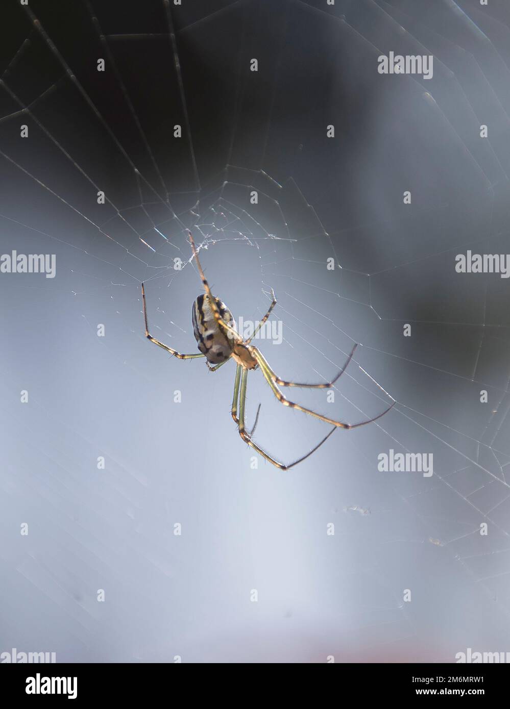 Ragno australiano di Weaver di Orb d'Argento (ragno di cammello d'Argento), granulata di Leucauge, sospeso nella sua rete in un giardino del Queensland. Lunghe gambe verdi. Foto Stock