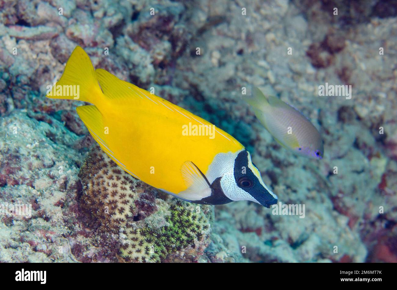 Pesce coniglio Foxface, Siganus vulpinus, sito di immersione Post 1, Isola di Menjangan, Buleleng, Bali, Indonesia Foto Stock