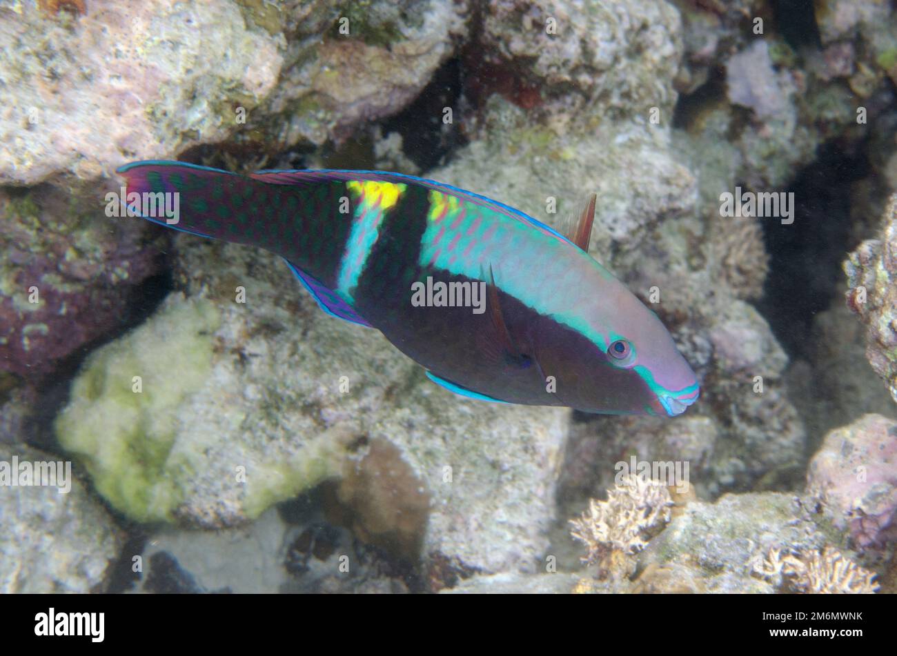 Maschio Yellowbar Parrotfish, Scarus schlegeli, NusaBay Menjangan Hotel House Reef, West Bali National Park, vicino a Menjangan Island, Buleleng, Bali, Incon Foto Stock