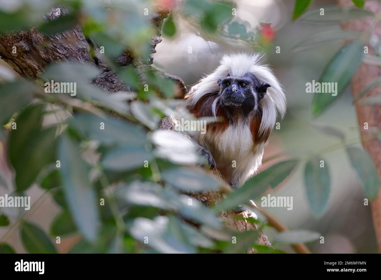 Tamarina crestata sul ramo di un albero verde Foto Stock