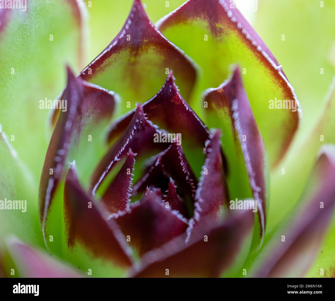 Fotografía macro de algunas hojas de sempervivum de la familia de las sucultentas. Enfoque selectivo Foto Stock