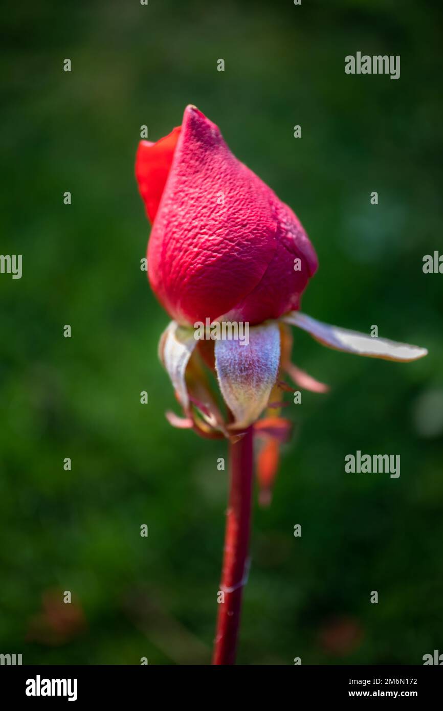 Fotografía macro del capullo de una rosa. Fondo verde de césped Foto Stock
