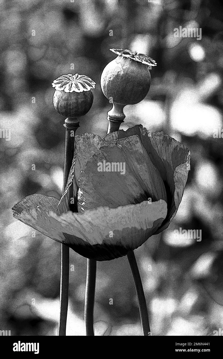 Intorno al Regno Unito - Un fiore di papavero & 2 teste del seme di papavero (in nero & bianco( Foto Stock