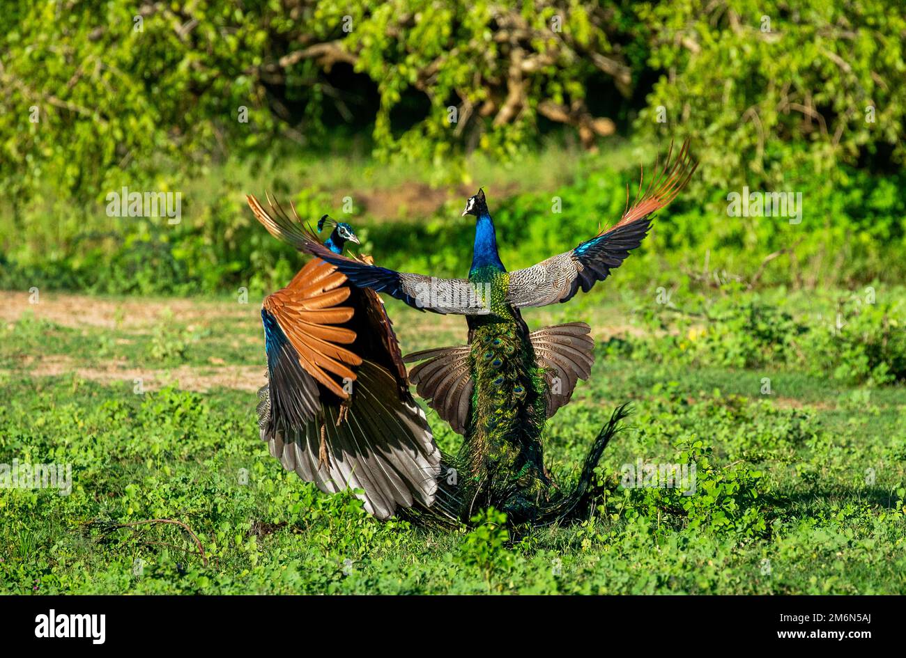 Due pavoni (Pavo cristate) si stanno combattendo l'uno contro l'altro nel Parco Nazionale di Yala. Sri Lanka. Foto Stock