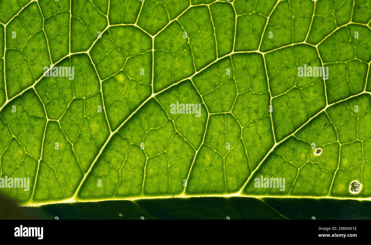 Primo piano astratto foglia verde Foto Stock