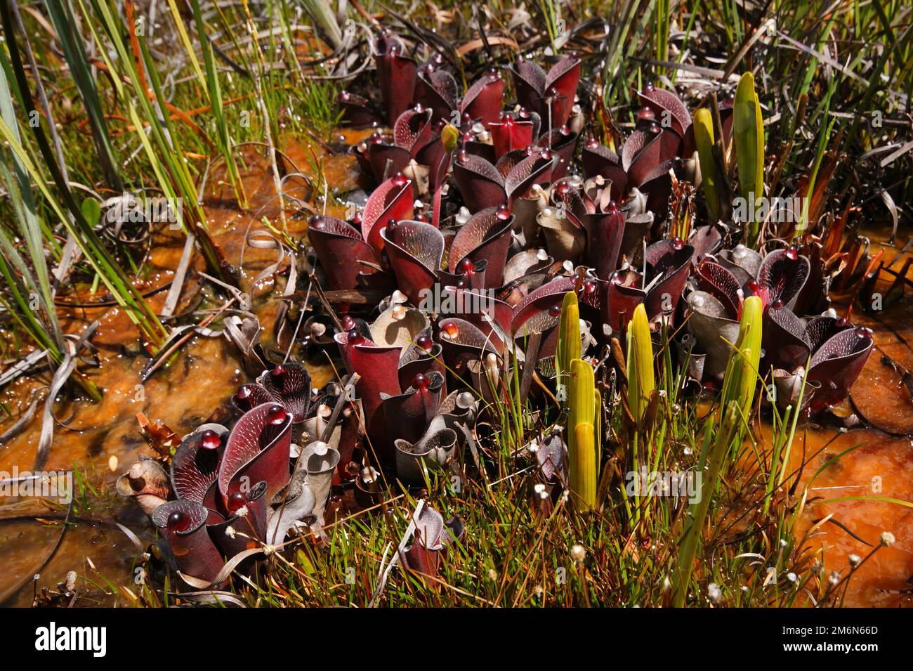 Piante di Helianphora pulchella, pianta carivora con Brocchinia ridutta in habitat naturale, Amuri Tepui, Venezuela Foto Stock