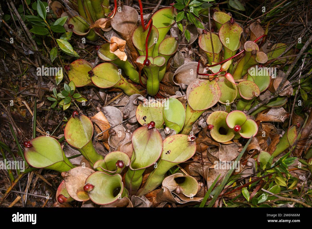 Heliamphora uncinata, specie di pianta carivora endemica del Massiccio di Chimanta, pianta grande con caraffe multiple, Venezuela Foto Stock