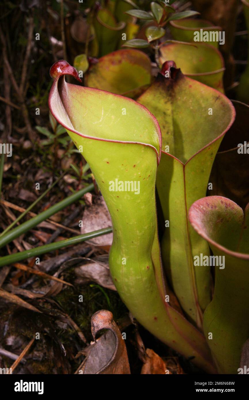 Caraffe di Heliamphora uncinata con coperchio agganciato, specie di pianta carpone carnivora endemica del Massiccio di Chimanta, Venezuela Foto Stock