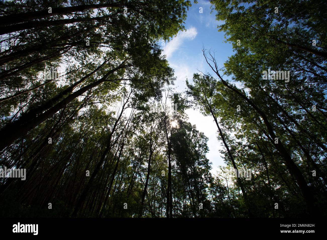foresta visto dal basso Foto Stock
