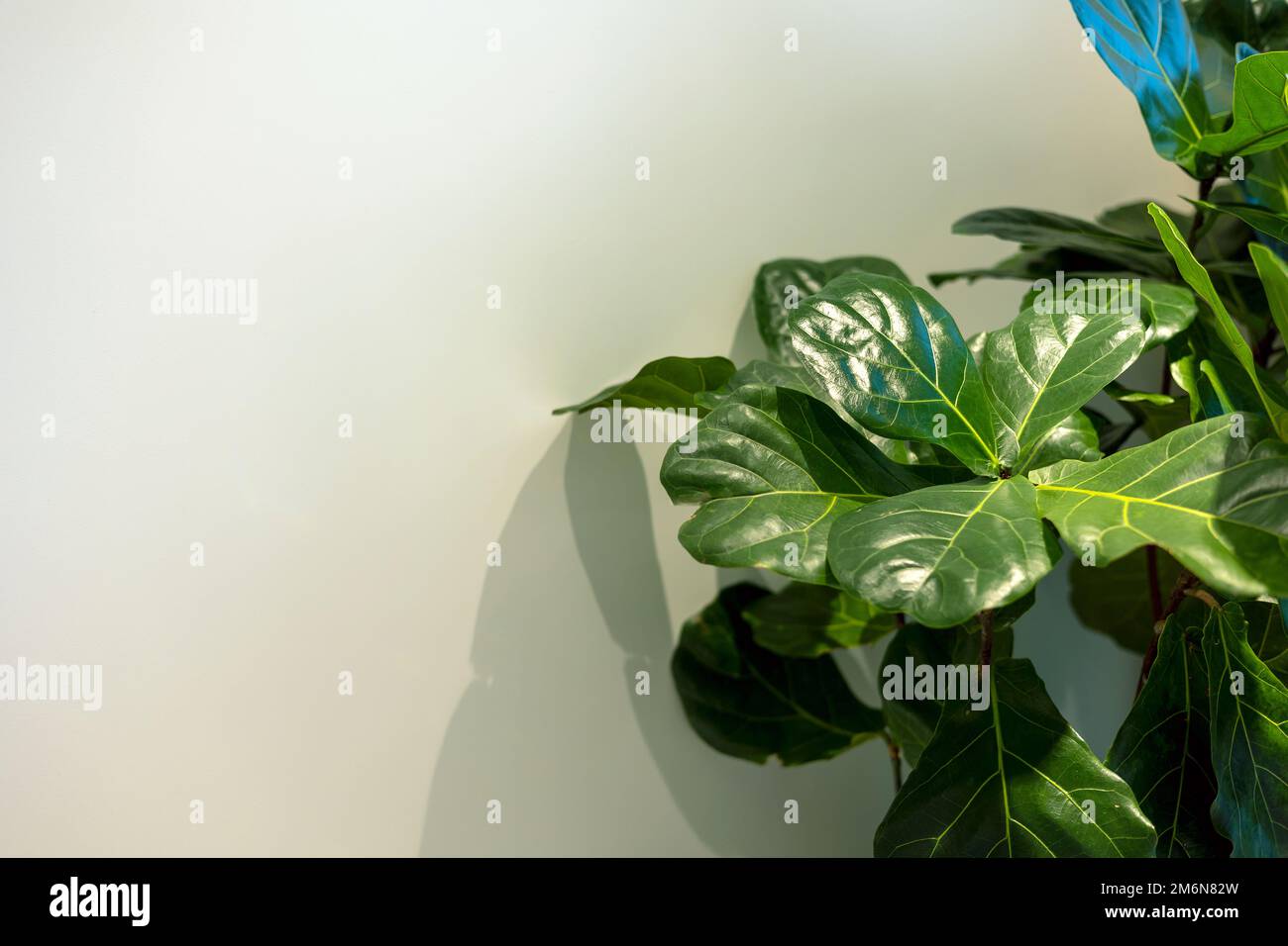 Foglie verdi fresche appaiono sull'albero Foto Stock
