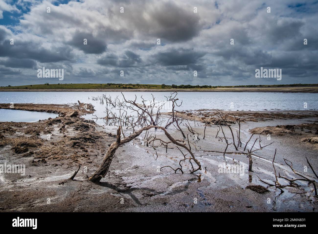 Vecchi alberi scheletrici morti esposti su un litorale in declino causato dalla caduta dei livelli dell'acqua causata da condizioni di siccità gravi al lago Colliford Reservoir Foto Stock