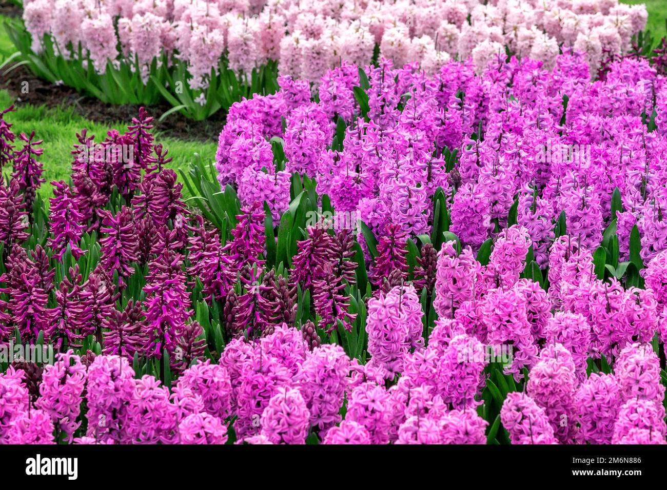 Keukenhof fiori viola e rosa, Paesi Bassi Foto Stock