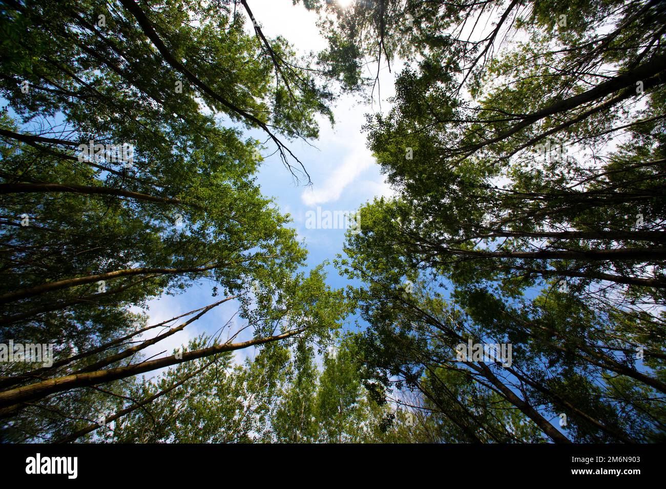 foresta visto dal basso Foto Stock