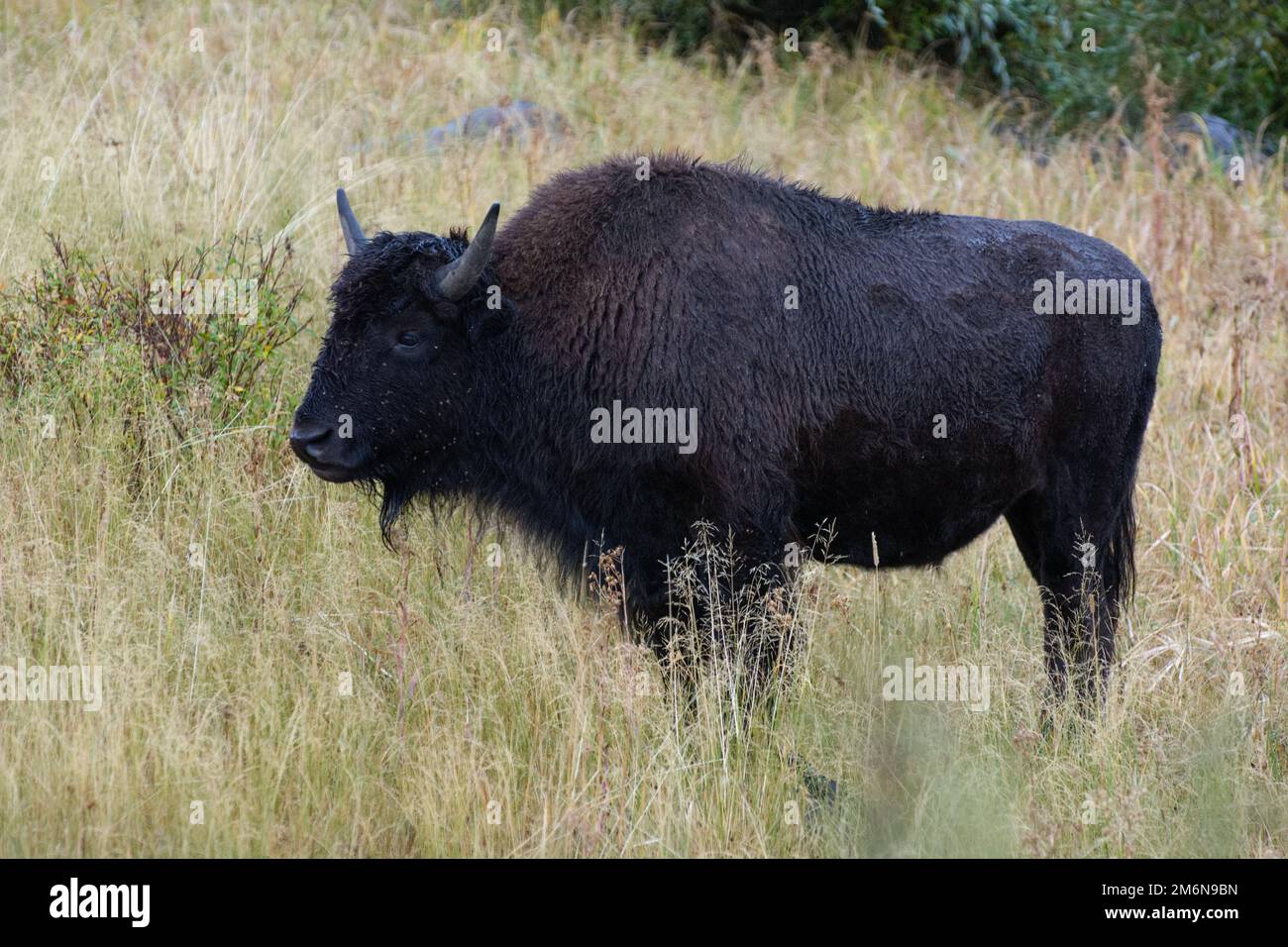 Bisonte americano, bisonte bisonte, nel Parco Nazionale di Yellowstone Foto Stock