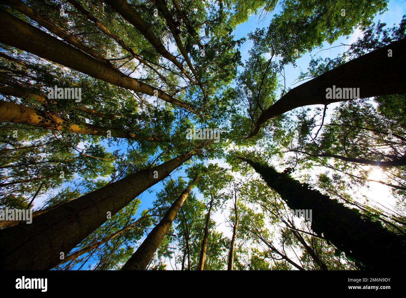 foresta visto dal basso Foto Stock