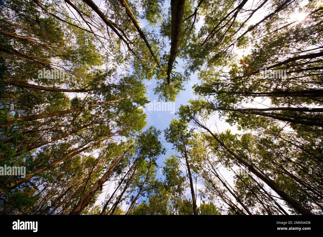 foresta visto dal basso Foto Stock