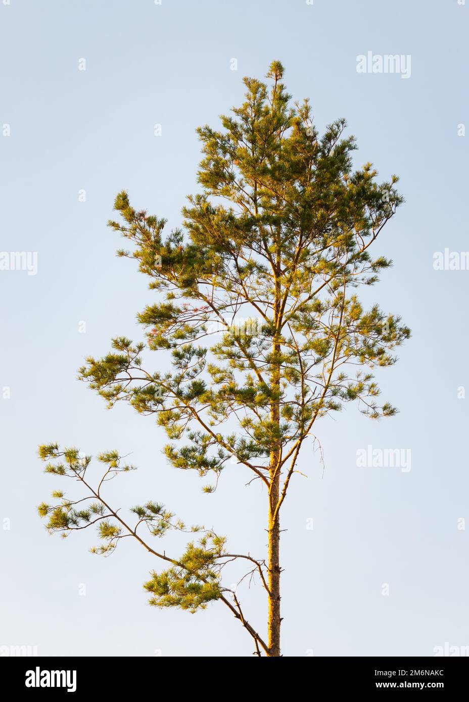 Bellissimo albero di pino Foto Stock